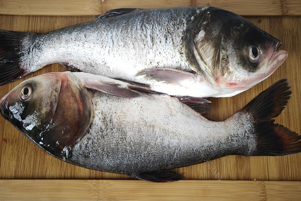 養(yǎng)胖頭魚時加入沸石能提升養(yǎng)殖效果嗎？